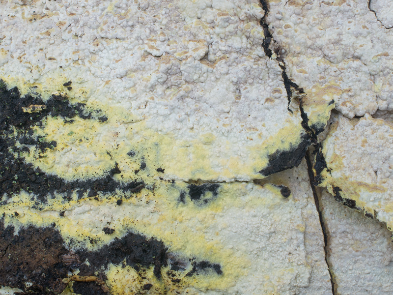 Amylocorticium canadense